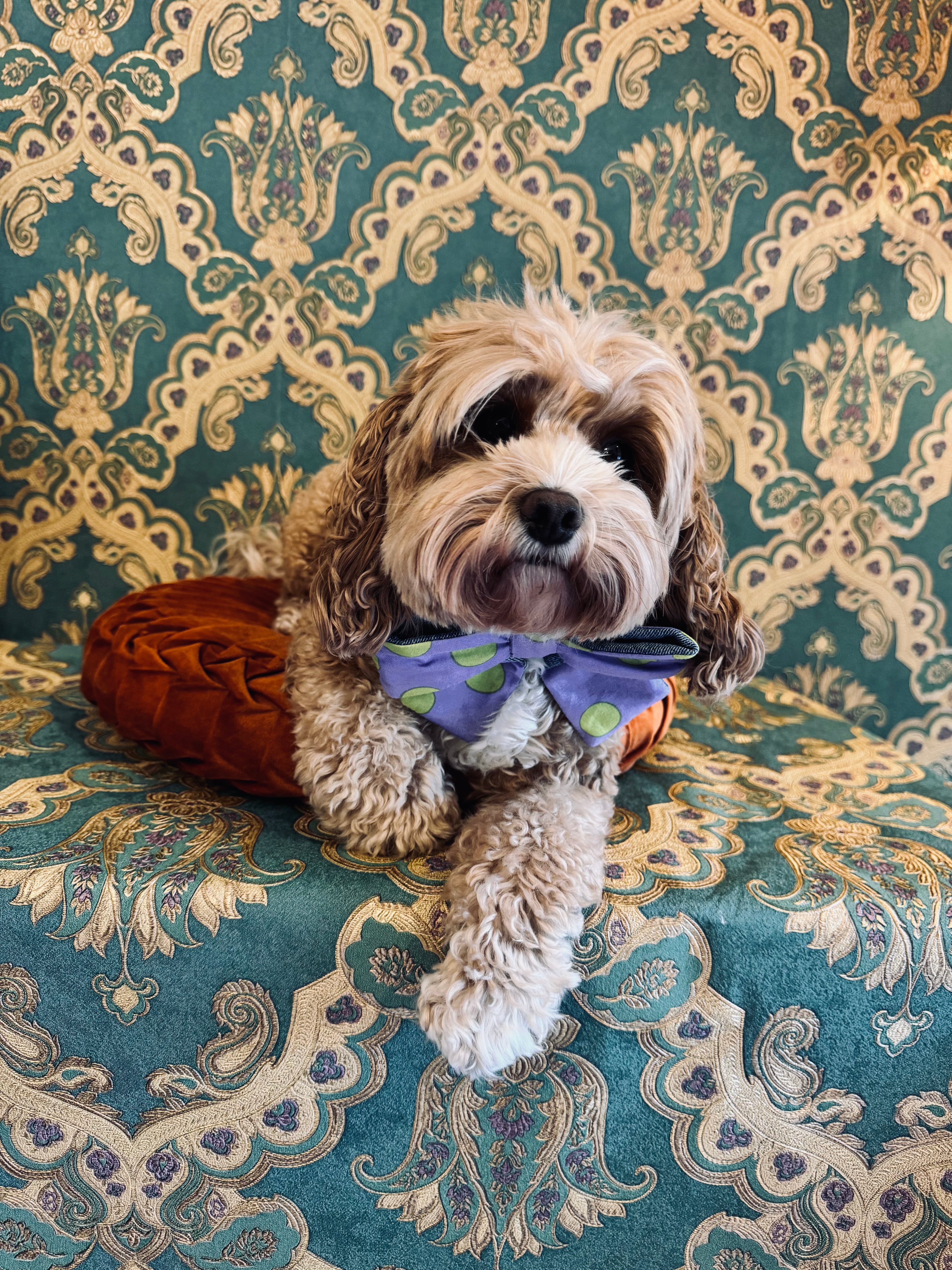 Broochella Poochella dog pet brooch bow collar handmade upcycled denim cotton green purple spots polka dots designer luxury