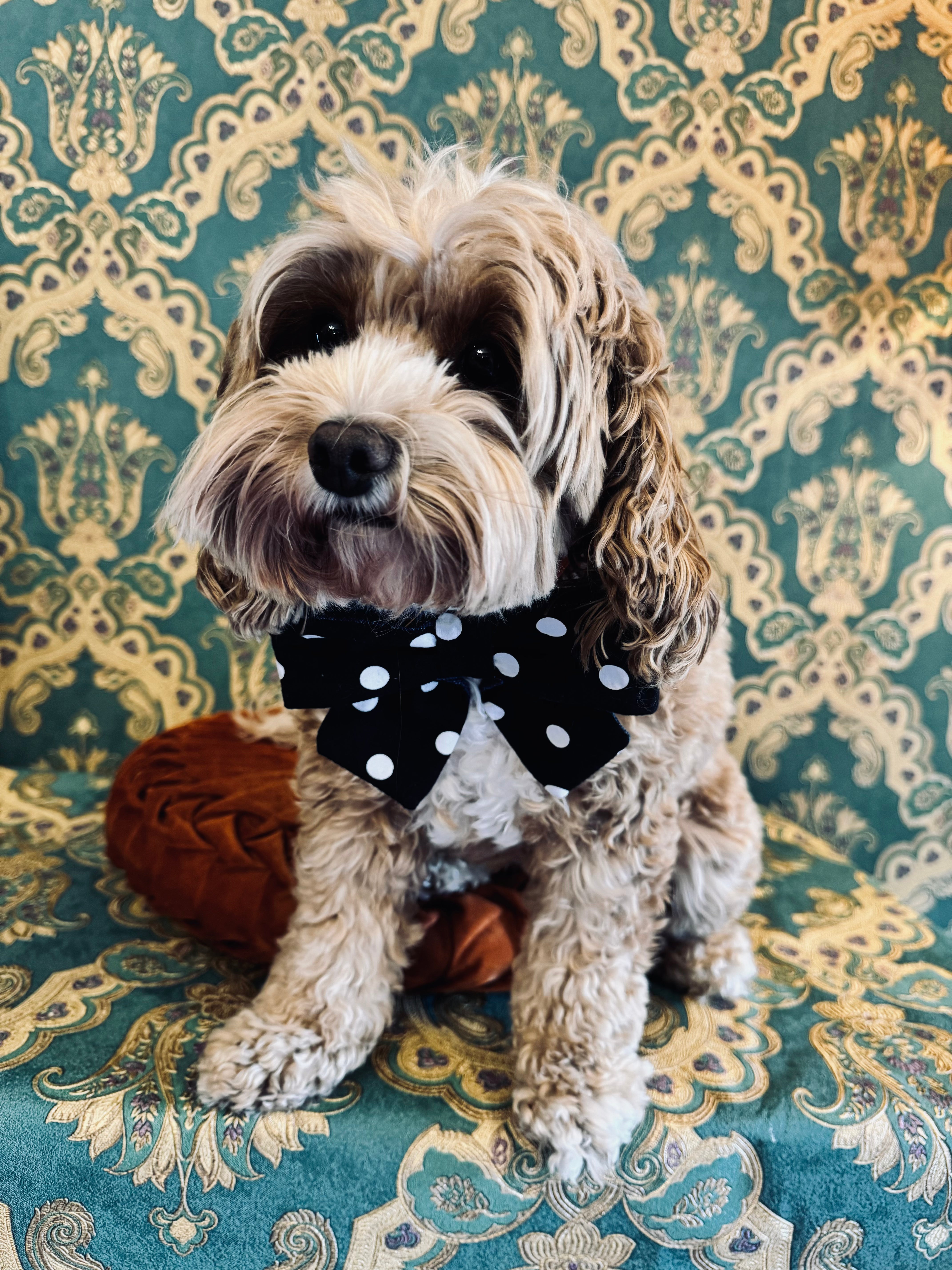 Broochella Poochella dog pet brooch bow collar handmade upcycled denim cotton black white spots polka dots designer luxury