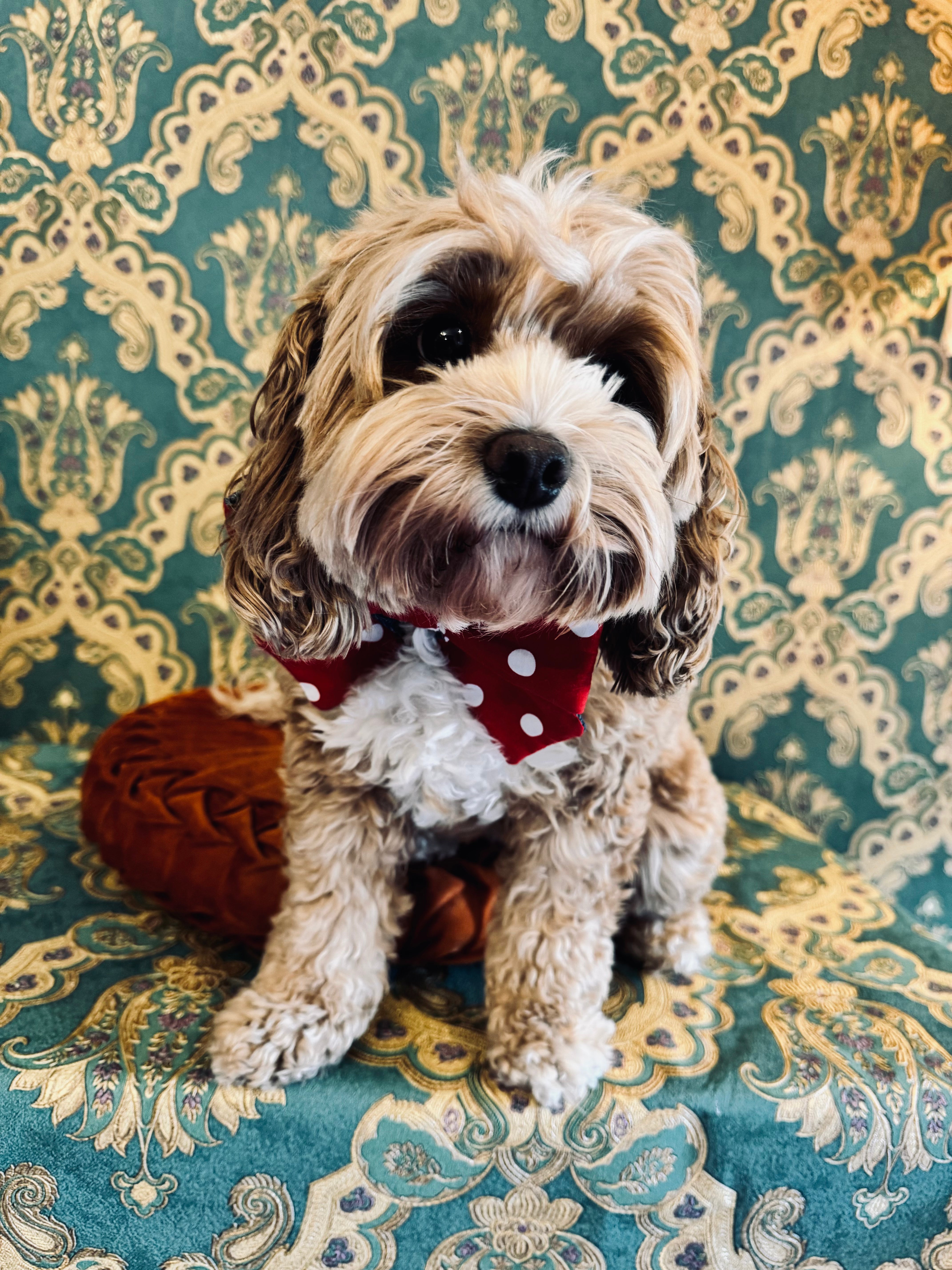 Broochella Poochella dog pet brooch bow collar handmade upcycled denim cotton red white spots polka dots designer luxury