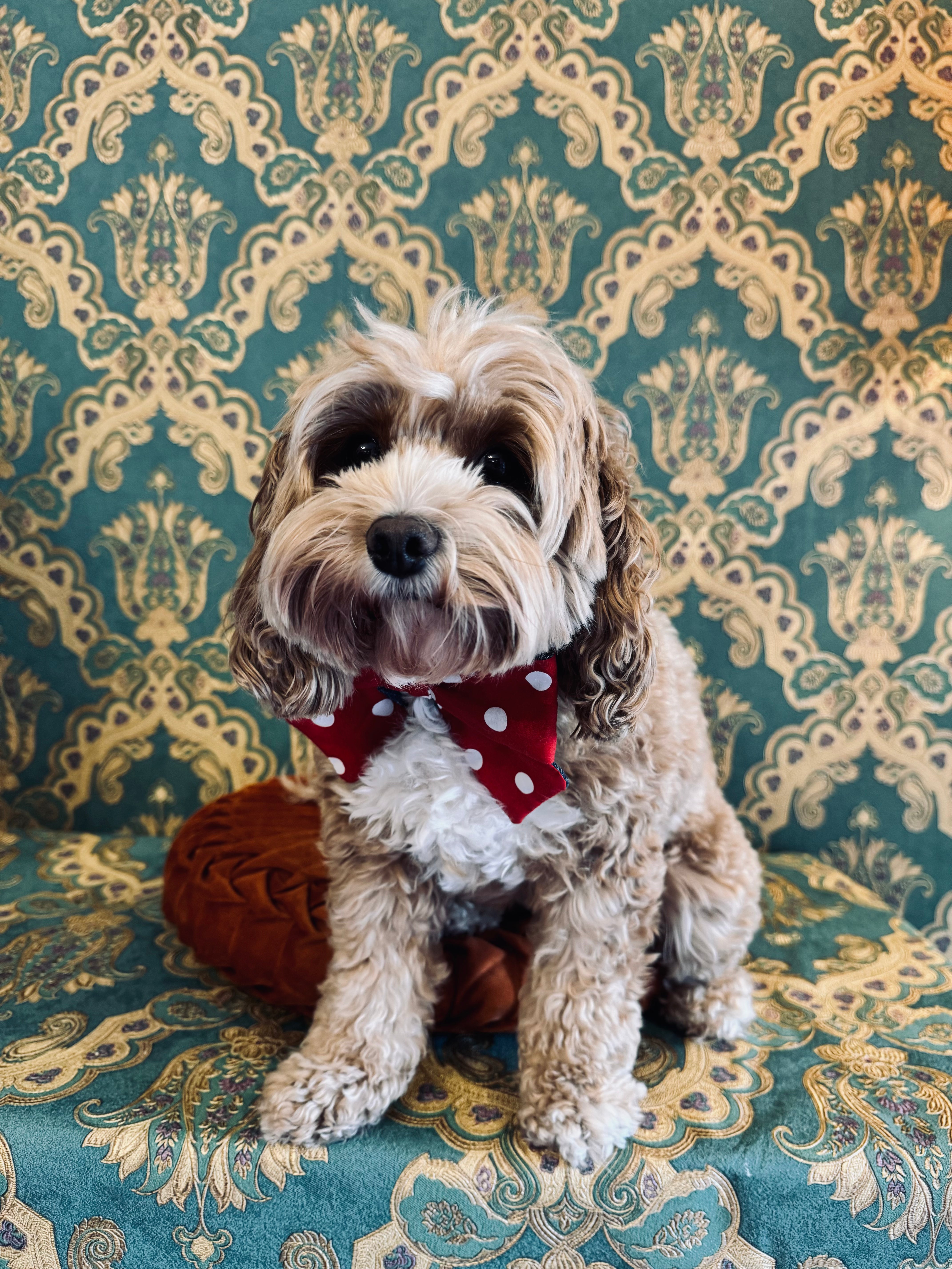 Broochella Poochella dog pet brooch bow collar handmade upcycled denim cotton red white spots polka dots designer luxury
