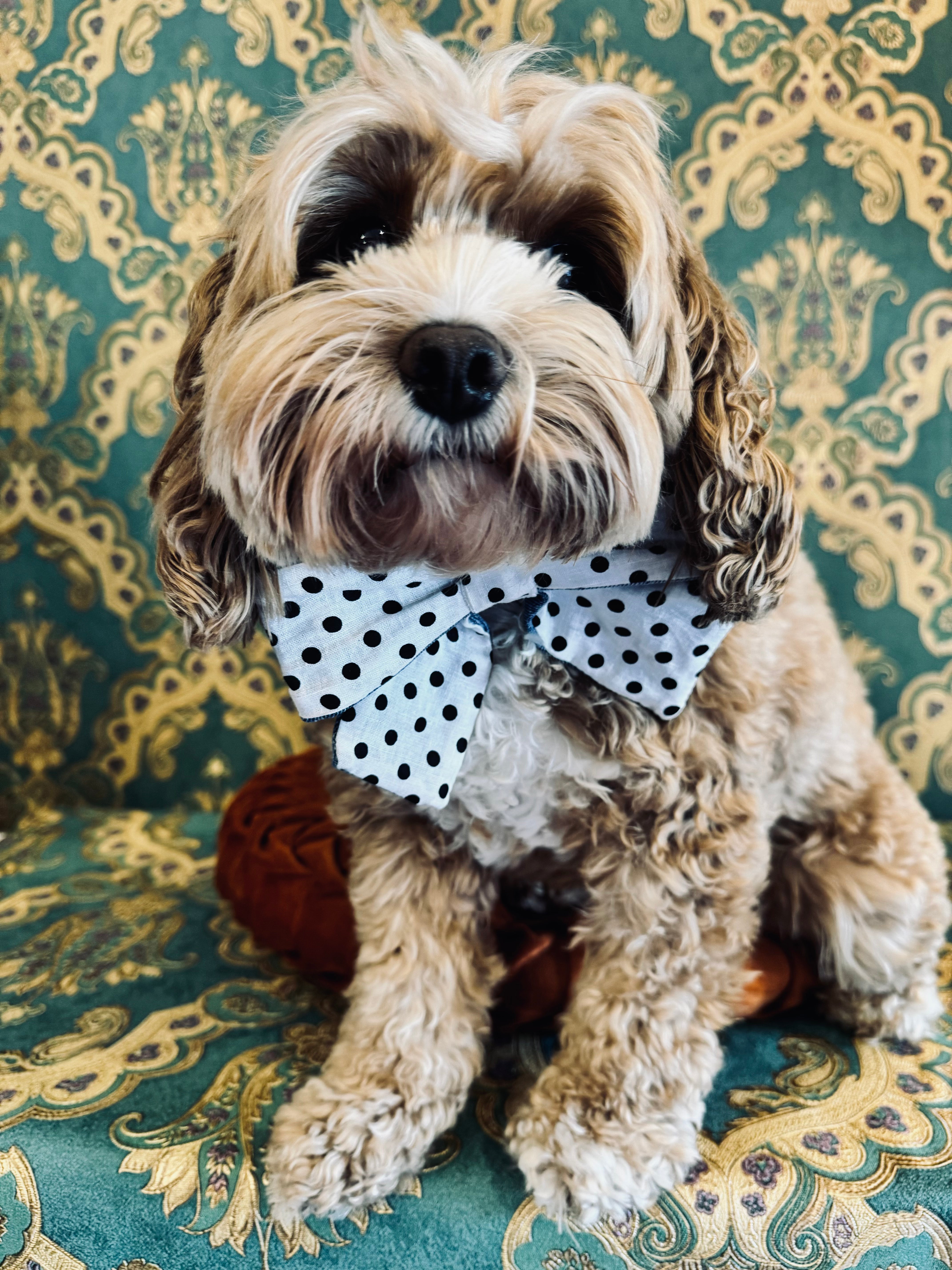 Broochella Poochella dog pet brooch bow collar handmade upcycled denim cotton black white spots polka dots designer luxury