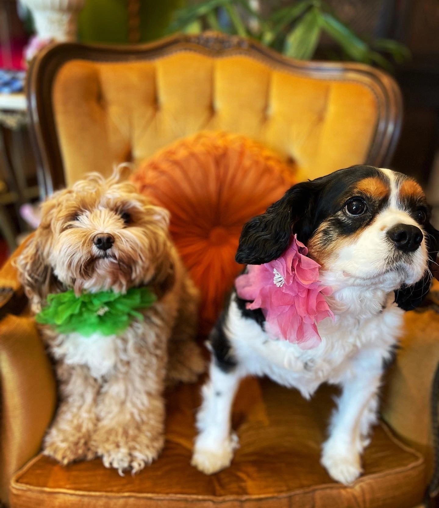 Two dogs sitting on a chair with decorative aubrieta flower collar from Broochella, one green and one pink.
