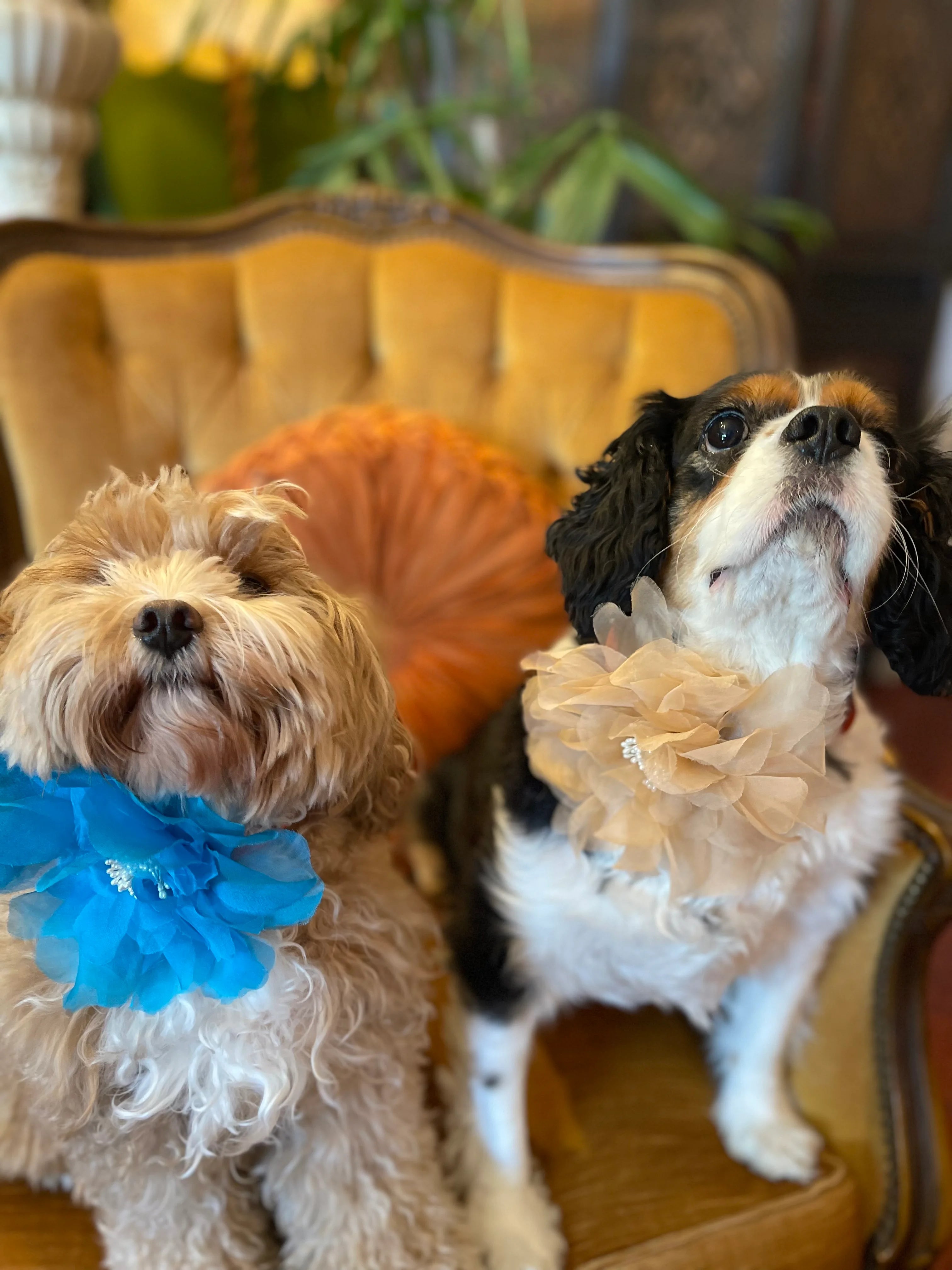 Two dogs wearing decorative Broochella Poochella Aubrieta pet collars in peach and blue. They are sitting on a  gold chair.