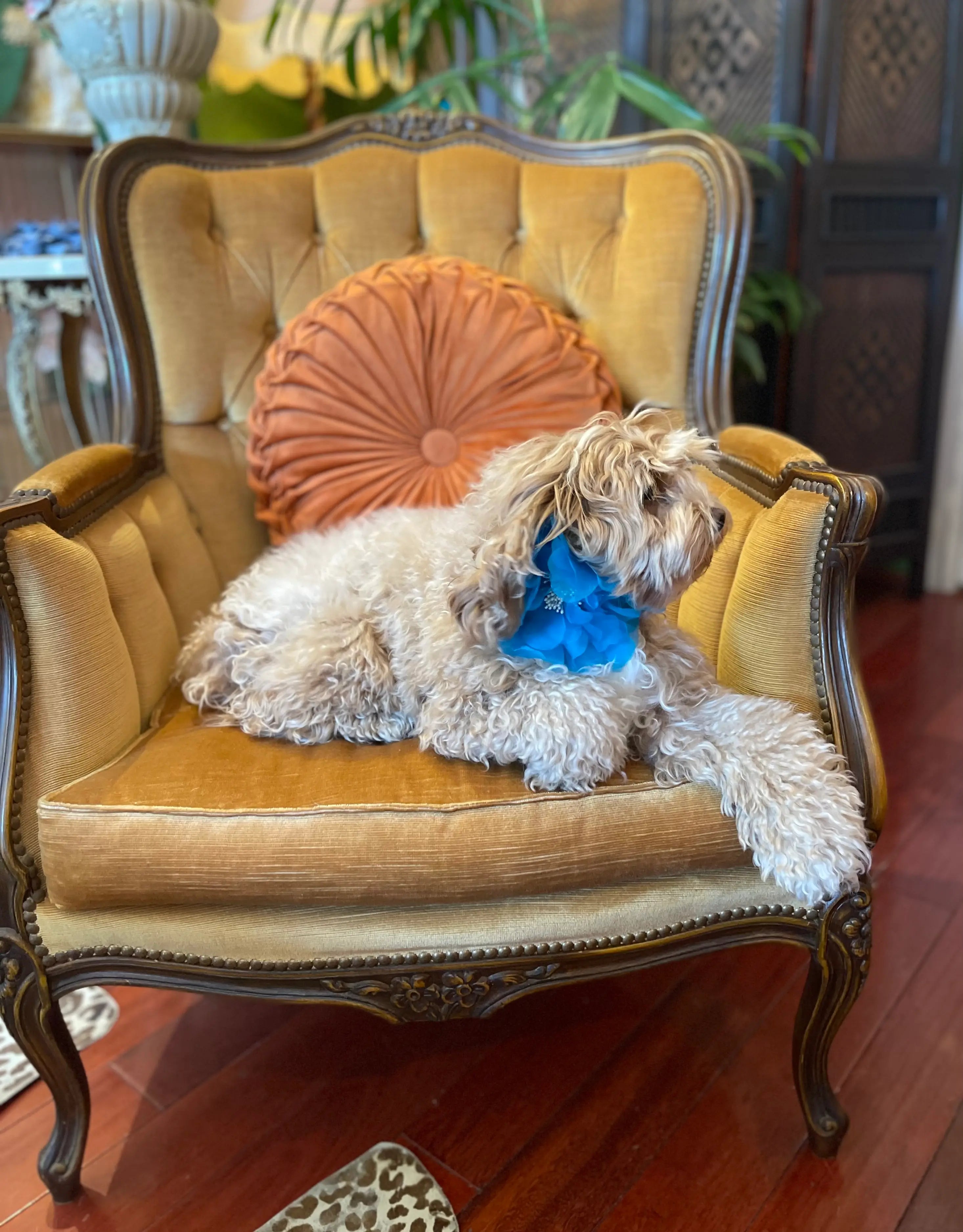 Dog sitting on a decorative chair with a blue Broochella poochella aubrieta flower pet collar. She is sitting in a yellow armchair