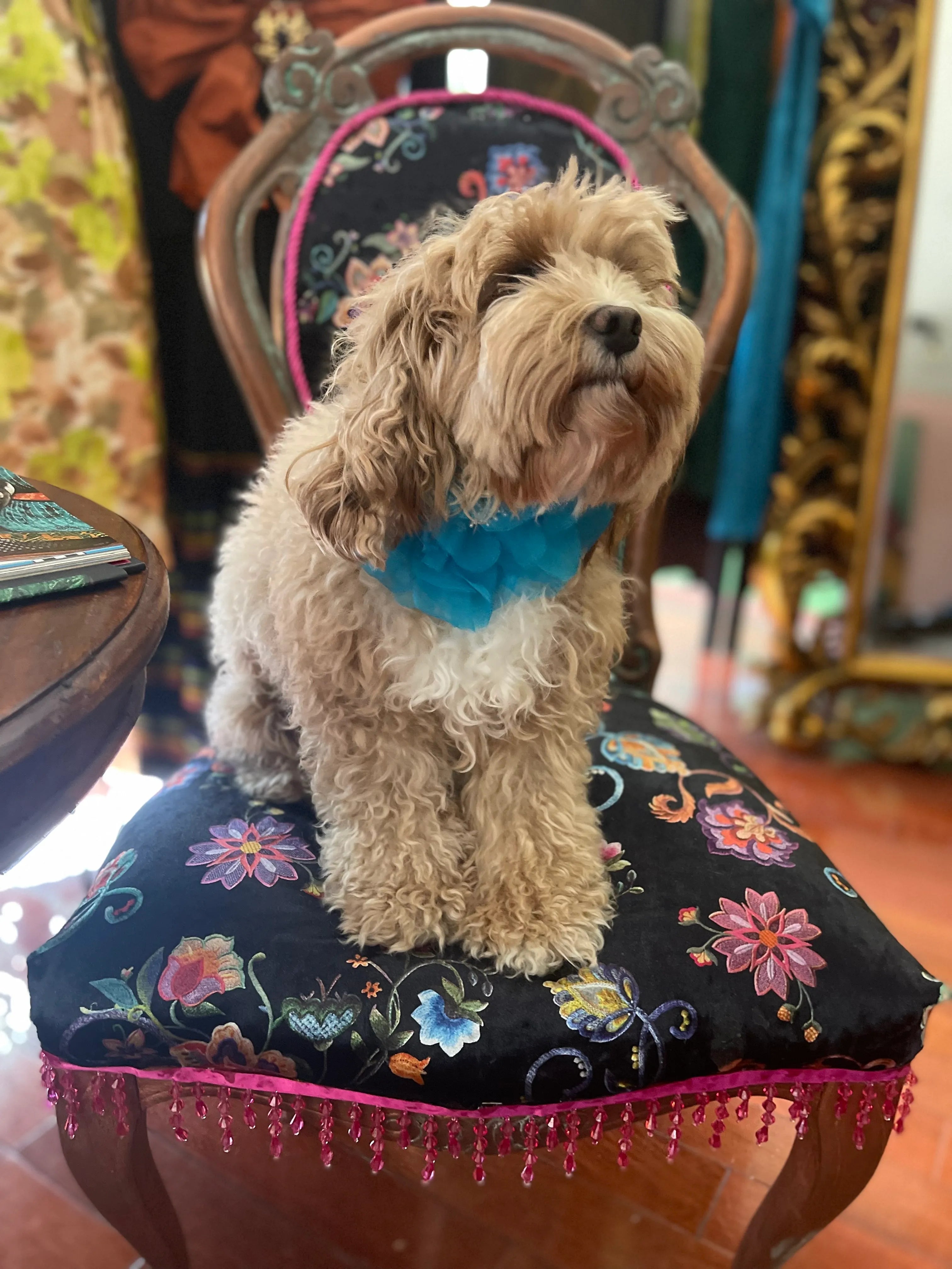 Dog wearing a Broochella Poochella aubrieta blue flower pet collar sitting on a decorative chair with floral patterns.