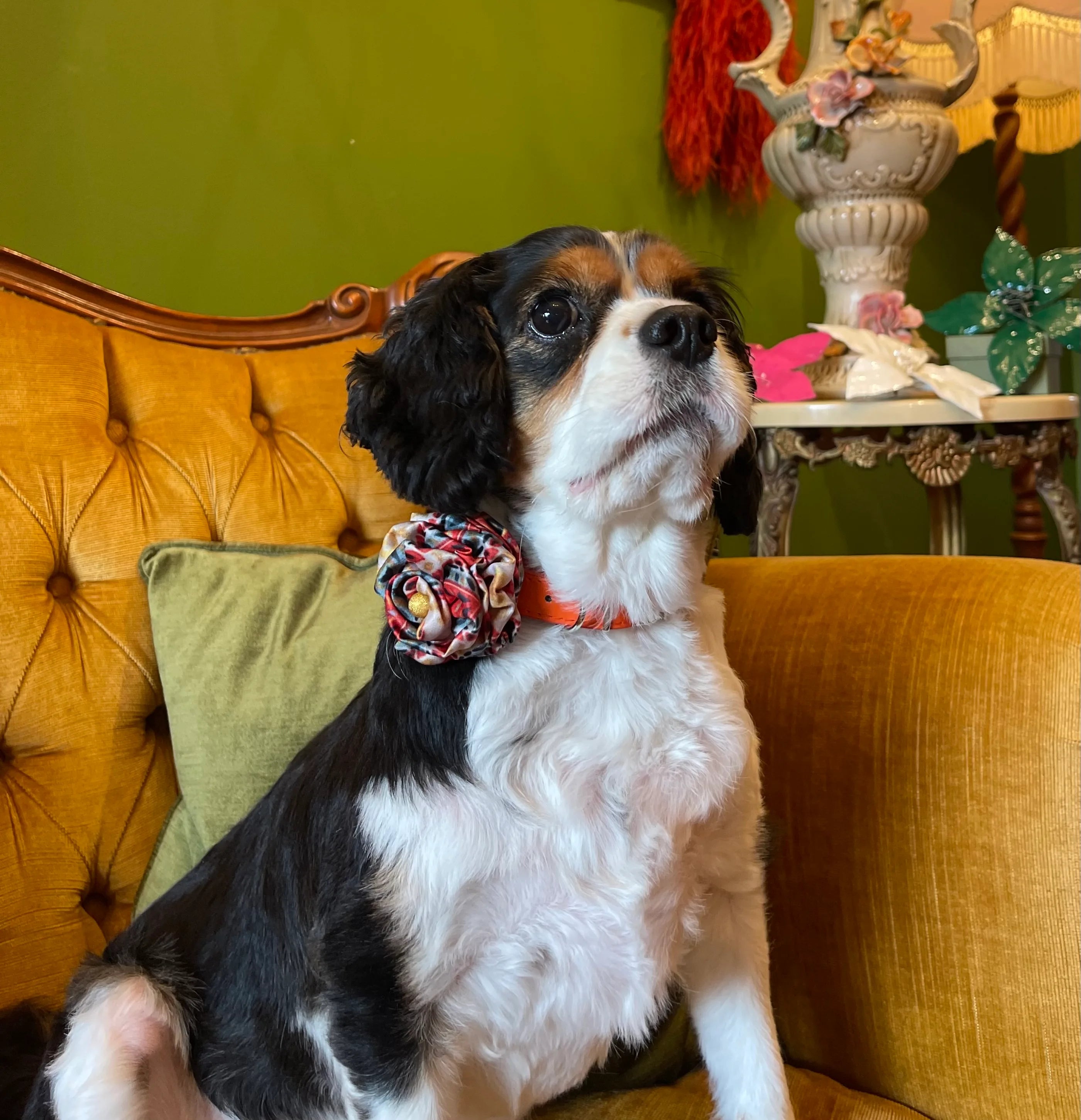 Broochella Poochella bougainville sorrento handmade pet collar and flower. Pictuerd on Daisy the dog. She is sitting on a gold couch