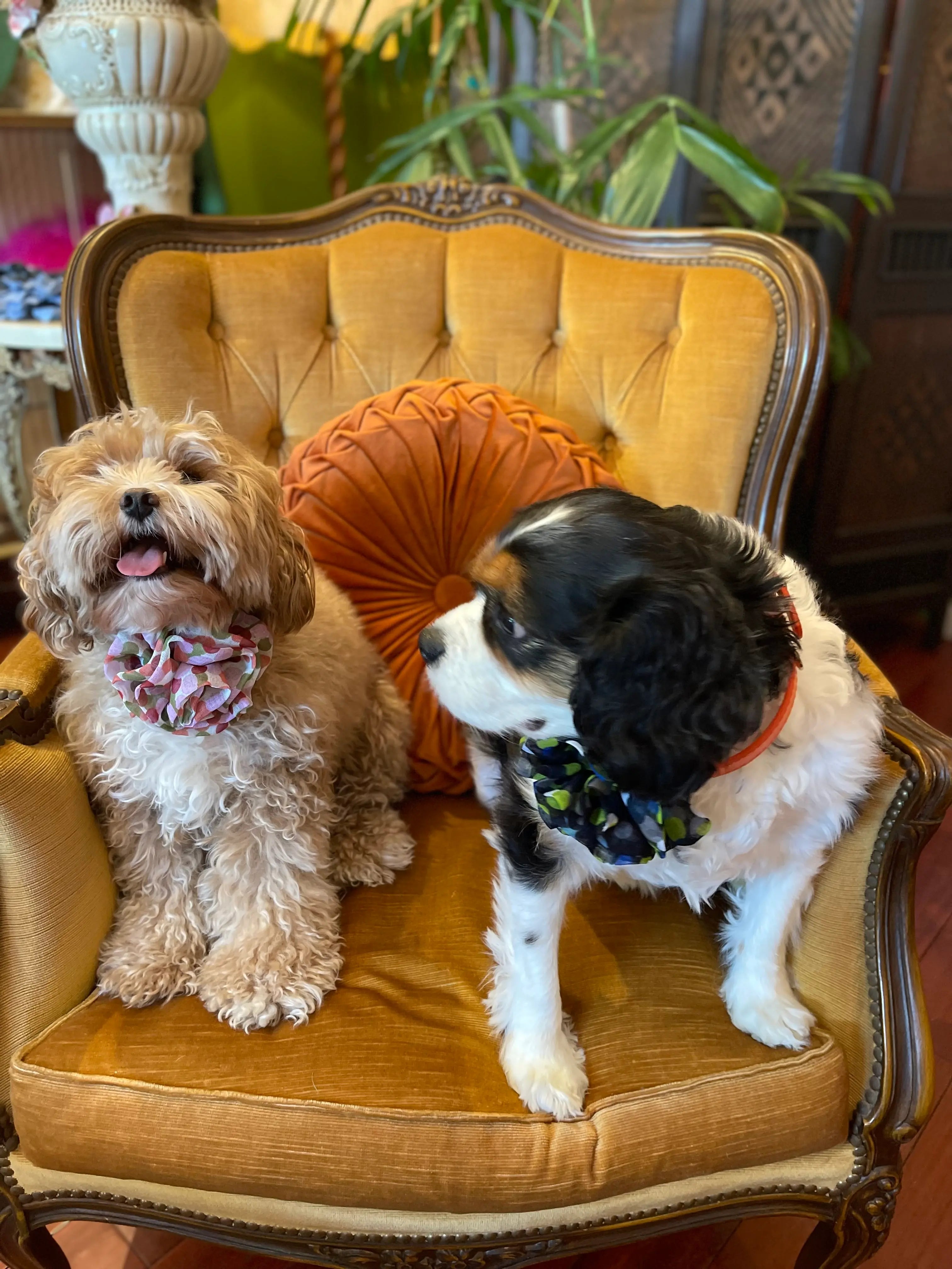 Broochella Poochella brassica pet collar. Pictured on Billy the cavoodle and Daisy the king charles. They are sitting on a gold armchair