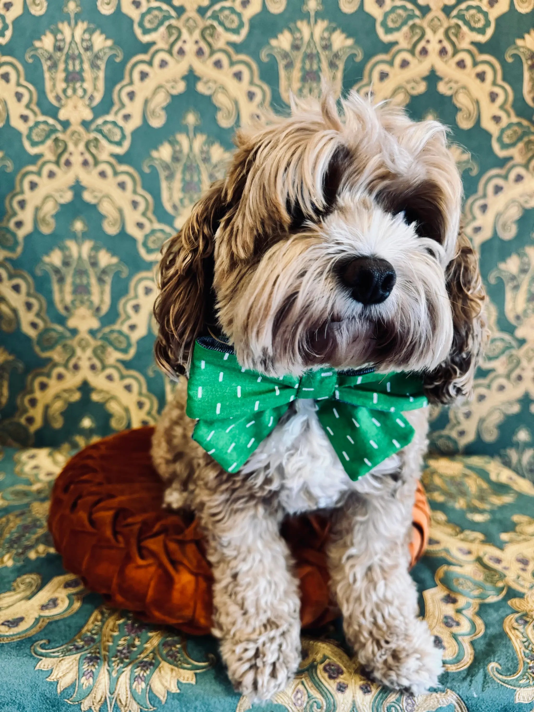 Broochella pet bow in green and white cotton. Pictured on Bille the cavoodle. She is sitting on an orange cushion. The background is green and gold damask wallpaper