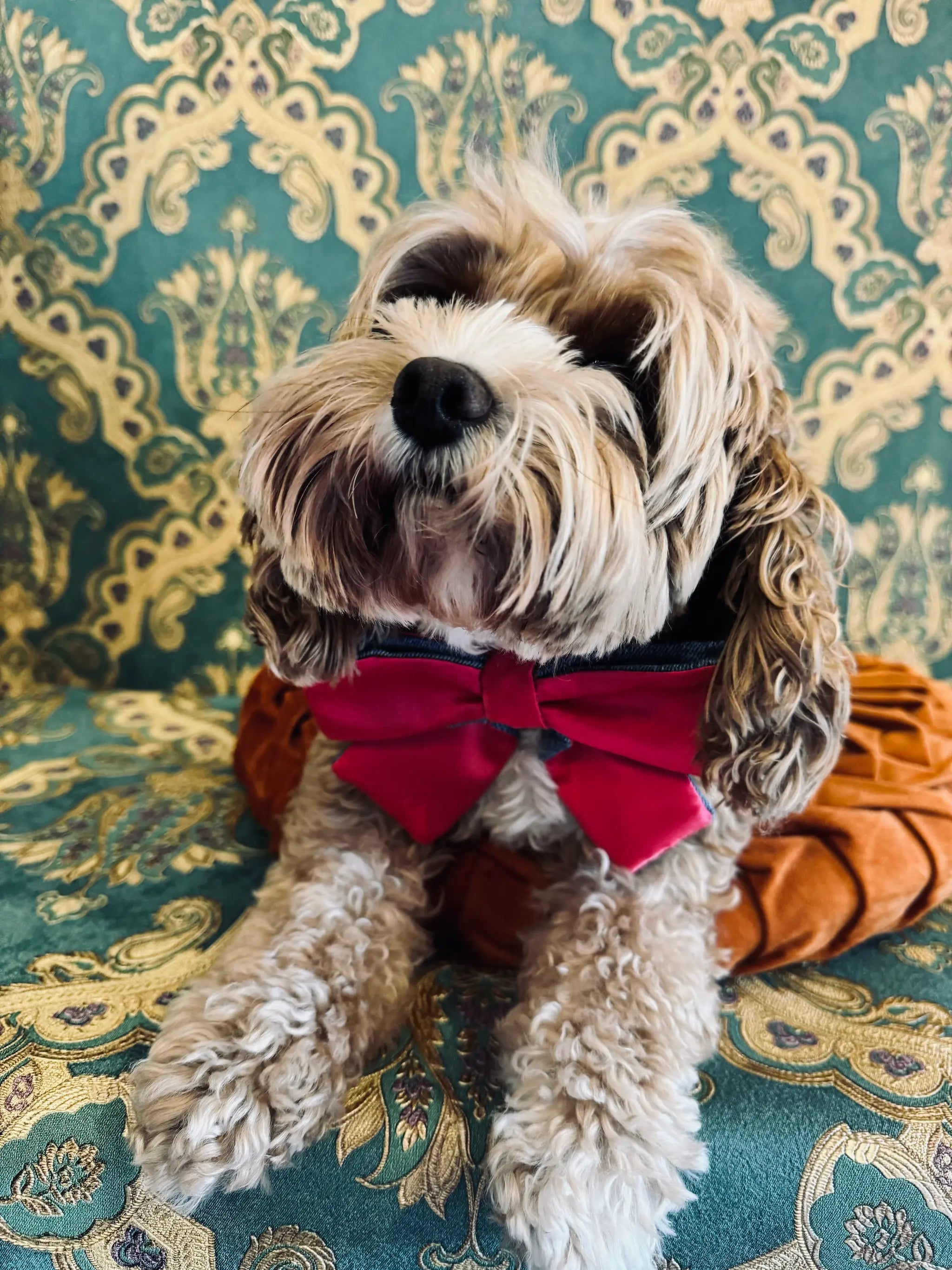 Broochella pet bow in pink satin. Pictured on Bille the Cavoodle. She is sitting on an orange cushion. The background is green and gold damask wallpaper