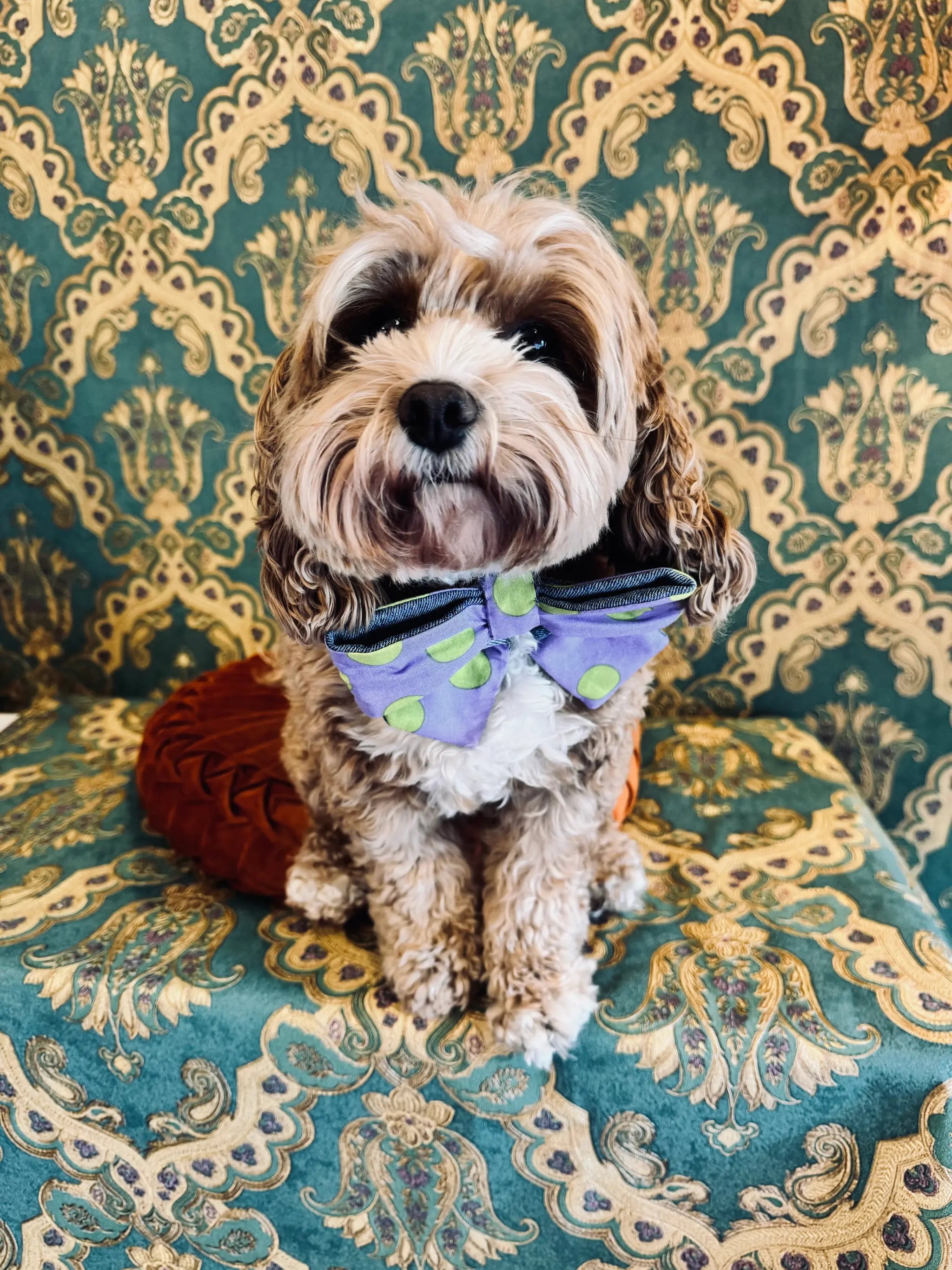 Broochella pet bow in purple with green polka dots. Pictured on Bille the Cavoodle. She is sitting on an orange cushion. The background is green and gold damask wallpaper