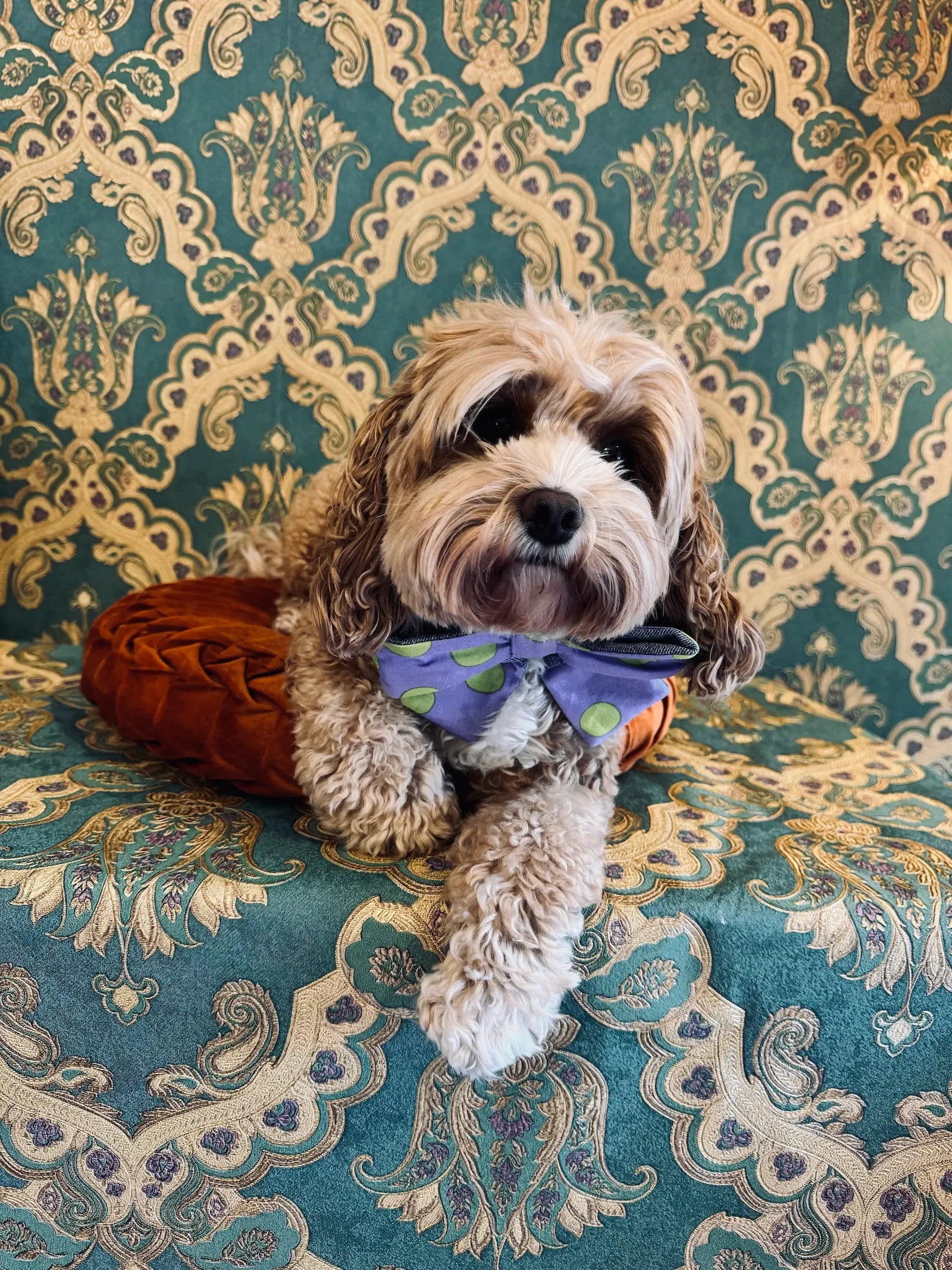 Broochella pet bow in purple with green polka dots. Pictured on Bille the Cavoodle. She is sitting on an orange cushion. The background is green and gold damask wallpaper