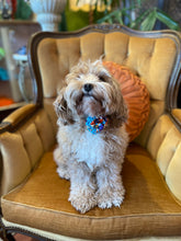 Load image into Gallery viewer, Poochella Bougainville Pet Collar
