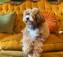 Load image into Gallery viewer, Poochella Bougainville Pet Collar
