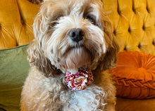 Load image into Gallery viewer, Poochella Bougainville Pet Collar
