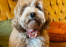 Load image into Gallery viewer, Poochella Bougainville Pet Collar
